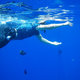 Image for article titled Review: Pentax W60 Waterproof Camera Catching Whale Sharks